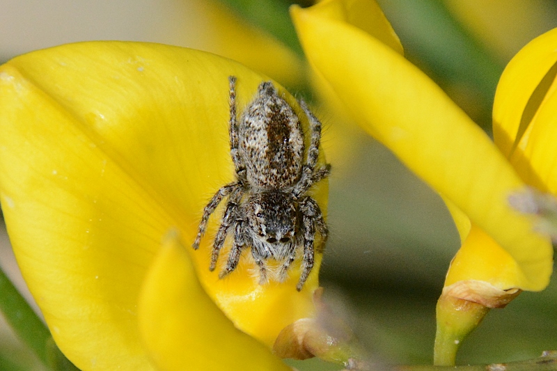 Philaeus chrysops femmina - monte Rotondo (AN)